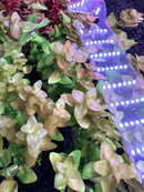 AquaticMotiv Value bundle with purple LED strip and white dots for 12 plants