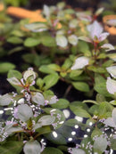 Green leafy mint or basil plant with water droplets in AquaticMotiv Value bundle
