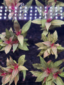 AquaticMotiv Value bundle: 12 green red leafy plants with white LED lights