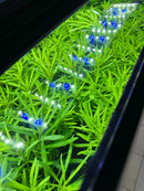 Blue LED AquaticMotiv Value bundle fish tank with 12 green plants, black frame