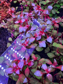 AquaticMotiv Value Bundle: Clear plastic bag with embedded white LED lights for aquarium decoration