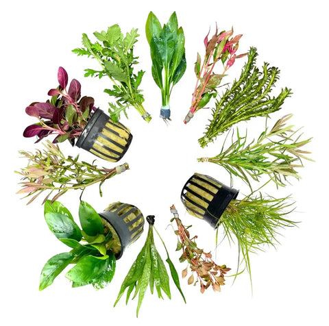 AquaticMotiv Value bundle: 12 green java moss plants in black pots