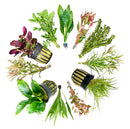 AquaticMotiv Value bundle: 12 green java moss plants in black pots