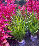 Green aquatic grass in white pot with red flowers, AquaticMotiv Value bundle