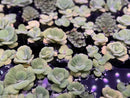 AquaticMotiv Value bundle: green floating leaf plant tray set with purple accents, 12 plants