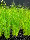 AquaticMotiv Value bundle: 12 green aquatic grass plants with black gravel base