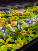 AquaticMotiv Value bundle with blue LED string lights and white bulbs