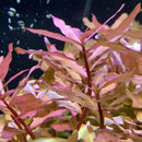 AquaticMotiv Value Bundle: 12 rose-colored artificial aquarium plants