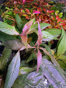 Purple leaf lettuce plant with red edges in AquaticMotiv Value bundle