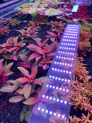 AquaticMotiv Value Bundle: Purple white LED grow light strip for 12 plants