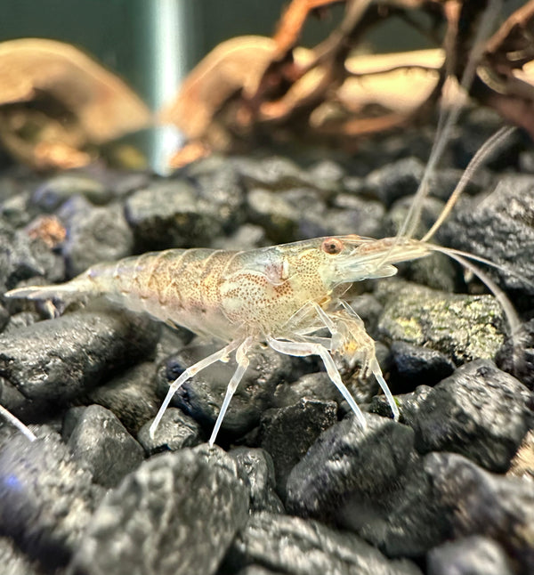 Amano Shrimp - [AquaticMotiv]