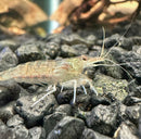 Amano Shrimp - [AquaticMotiv]