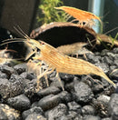 Bamboo Shrimp (Atyopsis moluccensis) - [AquaticMotiv]