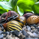 Color Contrast Pack (2 Snails) - [AquaticMotiv]