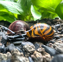 Color Contrast Pack (2 Snails) - [AquaticMotiv]