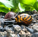 Color Contrast Pack (2 Snails) - [AquaticMotiv]