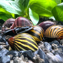 Color Contrast Pack (2 Snails) - [AquaticMotiv]