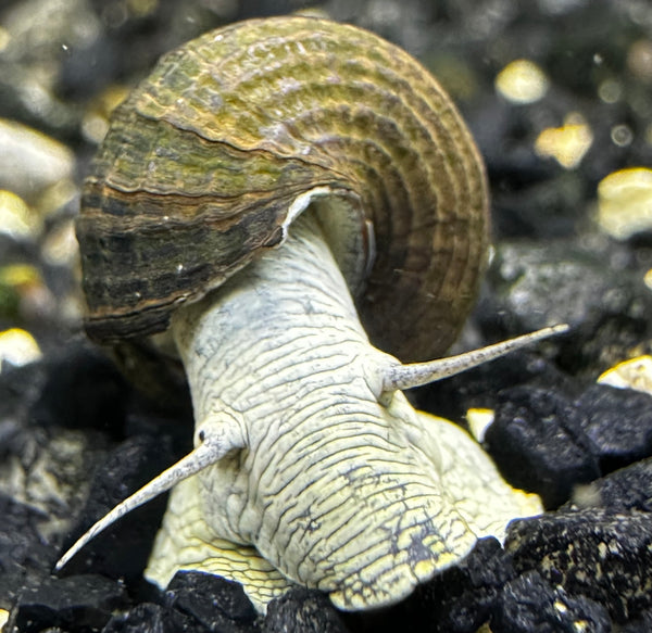 2 Blue Poso Rabbit Snail (Tylomelania Sp.) - AquaticMotiv