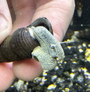 2 Blue Poso Rabbit Snail (Tylomelania Sp.) - AquaticMotiv