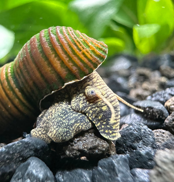 2 Brown Poso Rabbit Snails (Tylomelania sp.)