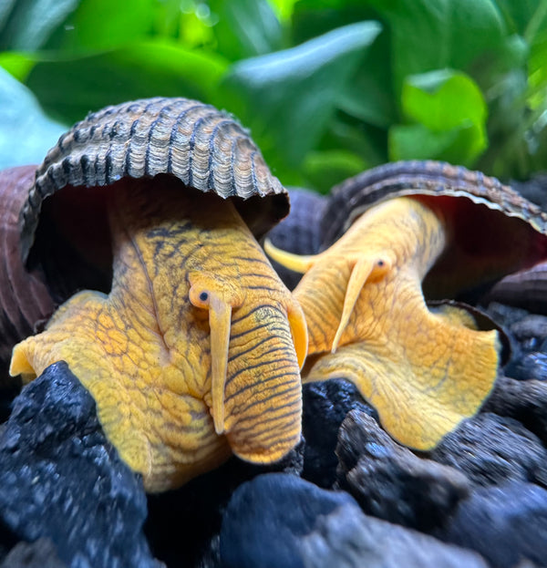 2 Orange Poso Rabbit Snails (Tylomelania Gemmifera)