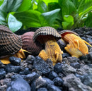 2 Orange Poso Rabbit Snails (Tylomelania Gemmifera) - [AquaticMotiv]