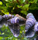 2 Purple Stripped Hercules Snail (Brotia Herculea) - AquaticMotiv
