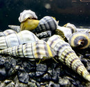 2 Purple Stripped Hercules Snail (Brotia Herculea) - AquaticMotiv