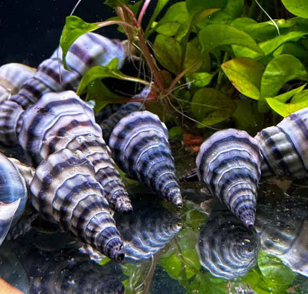 2 Purple Stripped Hercules Snail (Brotia Herculea) - AquaticMotiv