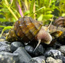 2 Spiky Armata Snail (Brotia Armata) - [AquaticMotiv]