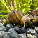2 Spiky Armata Snail (Brotia Armata) - [AquaticMotiv]