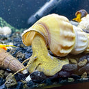 2 White Hercules Snail (Brotia Herculea) - AquaticMotiv
