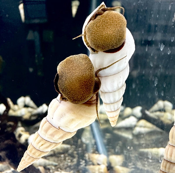 2 White Hercules Snail (Brotia Herculea) - AquaticMotiv