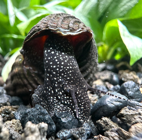 2 White Spotted Giant Sulawesi Rabbit Snails (Tylomelania Sp.)