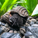 2 White Spotted Giant Sulawesi Rabbit Snails (Tylomelania Sp.) - [AquaticMotiv]
