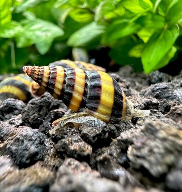 3 Assassin Snails (Clea Helena) - [AquaticMotiv]