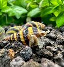 3 Assassin Snails (Clea Helena) - [AquaticMotiv]