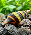 3 Assassin Snails (Clea Helena) - [AquaticMotiv]