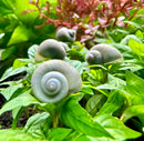 3 Blue Mystery Snails (Pomacea Bridgesii) - [AquaticMotiv]