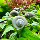 3 Blue Mystery Snails (Pomacea Bridgesii) - [AquaticMotiv]