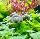 3 Blue Mystery Snails (Pomacea Bridgesii) - [AquaticMotiv]