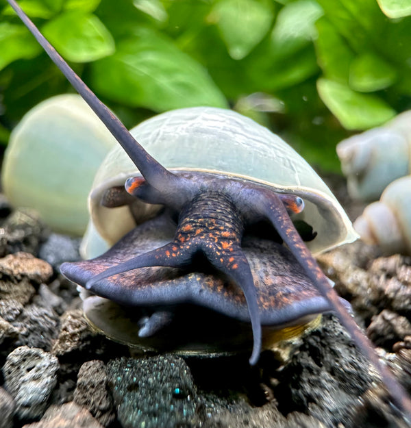 3 Blue Mystery Snails (Pomacea Bridgesii) - [AquaticMotiv]