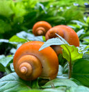 3 Gold Mystery Snails (Pomacea Bridgesii) - [AquaticMotiv]