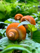 3 Gold Mystery Snails (Pomacea Bridgesii) - [AquaticMotiv]