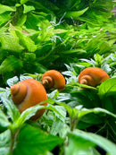 3 Gold Mystery Snails (Pomacea Bridgesii) - [AquaticMotiv]