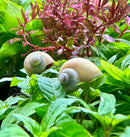 3 Ivory Mystery Snails (Pomacea Bridgesii) - [AquaticMotiv]