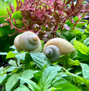 3 Ivory Mystery Snails (Pomacea Bridgesii) - [AquaticMotiv]