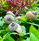 3 Ivory Mystery Snails (Pomacea Bridgesii) - [AquaticMotiv]