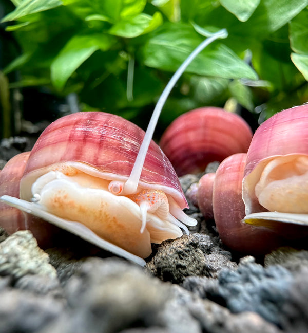 3 Magenta Mystery Snails (Pomacea Bridgesii) - [AquaticMotiv]