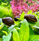 3 Zebra Nerite Snails (NERITINA NATALENSIS) - [AquaticMotiv]